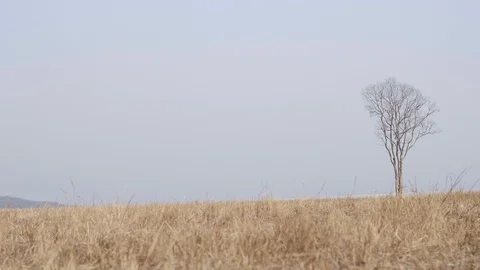 Tree Deciduous Leaf and Brown Dried Grass Field Stock Footage 128632063