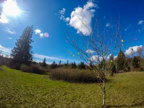 Tree decorated with easter eggs in the park on a sunny day. Foto stock