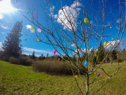 Tree decorated with easter eggs in the park on a sunny day. Stock Photos