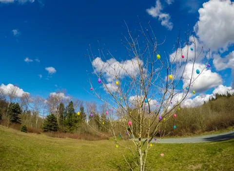 Tree decorated with easter eggs in the park on a sunny day. Stock Photos