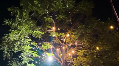 Tree decorated with glowing string lights at night Video stock 340581384