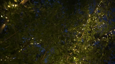 Tree Decorated With Lights at Night Stock Footage 246239754