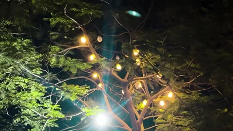 Tree decorated with warm string lights at night Video stock 340581390