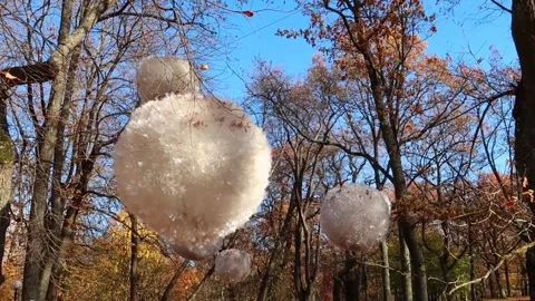 Tree decoration at autumn Stock Footage 219543673