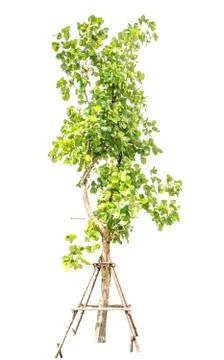 Tree decoration isolate Stock Photos