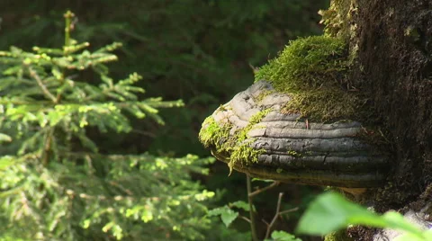 Tree in deep forest with funny vegetation Stock Footage 59606323