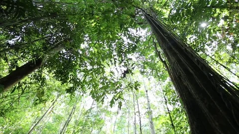 Tree in the deep jungle 스톡 동영상 81942869