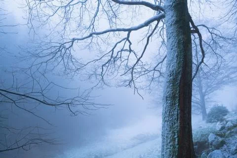 Tree in deep winter fog Stock Photos