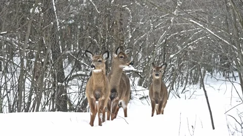 Tree deers remain still surrounded by falling snow in a quiet forest setting. Video stock 332505119