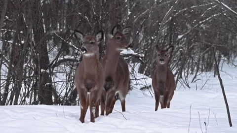 Tree deers standing alert in a snow covered forets. Stock Footage 329888492