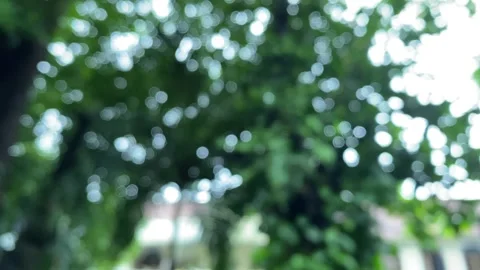 Tree Defocused video Stock Footage 327296185