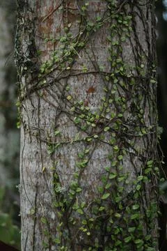 Tree With Delicate Bindweed Stock Photos