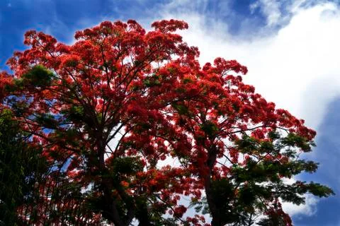 Tree delonix regia. Stock Photos
