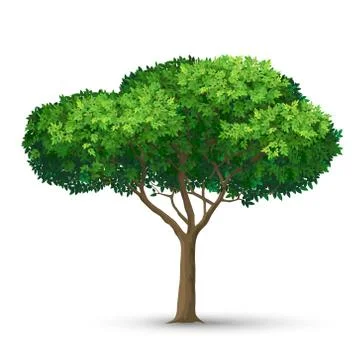 A tree with a dense crown and green leaves. Illustrazione stock