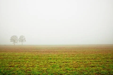 Tree in a dense fog Stock Photos