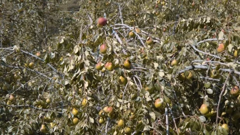 A tree with dense foliage produces a good crop of pears Stock Footage 318717606