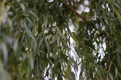 A tree with dense foliage stands tall under a cloudy sky Stock Photos
