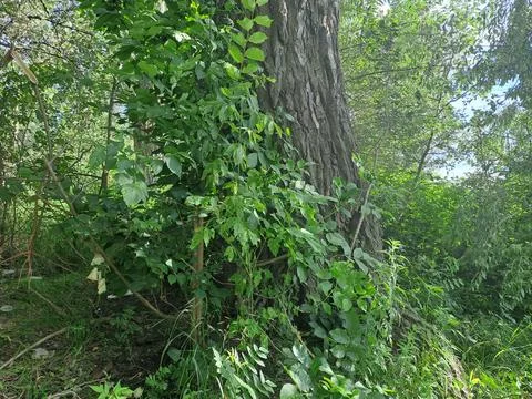 A tree in a dense forest Stock Photos
