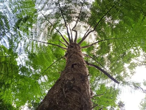 A tree with dense green branches and leaves Stock Photos
