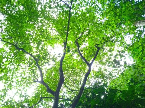 A tree with dense green branches and leaves Stock Photos