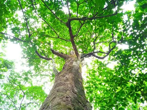 A tree with dense green branches and leaves Stock Photos