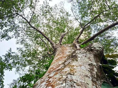 A tree with dense green branches and leaves Stock Photos