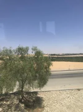 The tree in the desert area Stock Photos