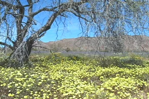Tree &amp; Desert Dandelions in bloom LS Stock Footage 282012