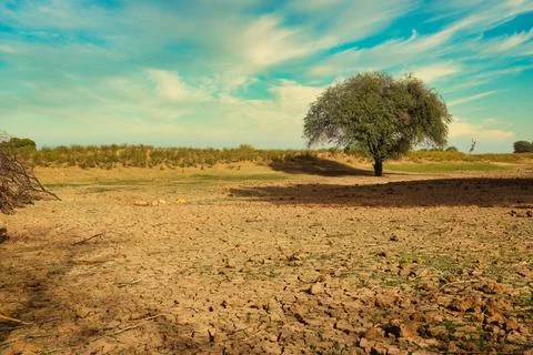 Tree in the desert with dry soil Stock Photos