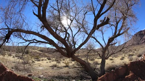 Tree In The Desert 스톡 동영상 34282272