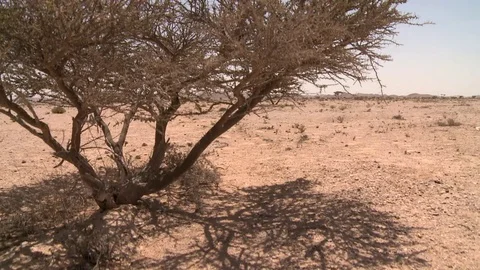 Tree in the desert Stock Footage 73671076