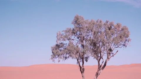 Tree in the desert Stock Footage 128617282