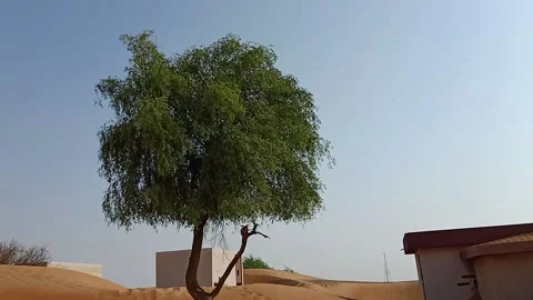 Tree on the desert Stock Footage 160636091