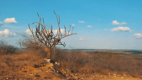 Tree in a desert landscape in Brazil Video stock 86320257