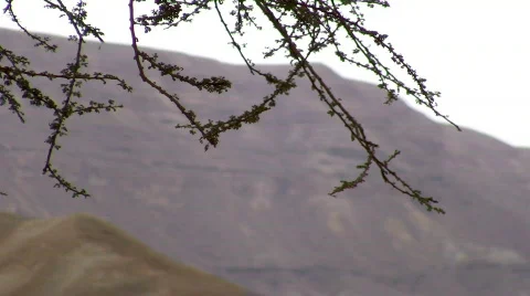 Tree with desert mountains on the background 1. Vídeos de archivo 663382