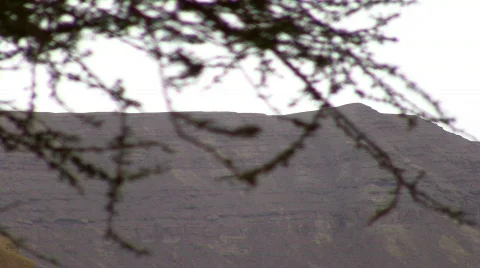 Tree with desert mountains on the background 2. Stock Footage 663450