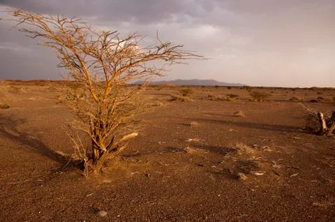 Tree in the desert of Oman Foto stock
