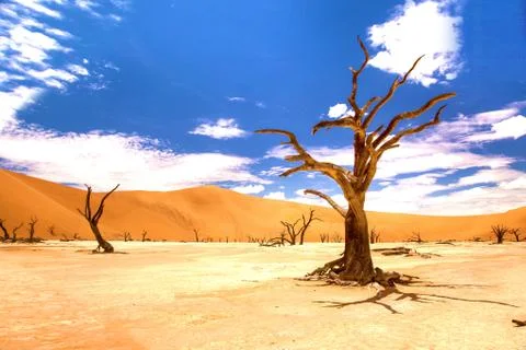 Tree desert Stock Photos