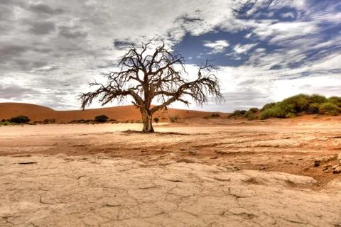 Tree desert Stock Photos