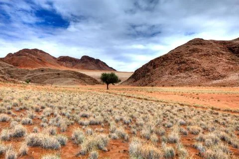 Tree desert Stock Photos