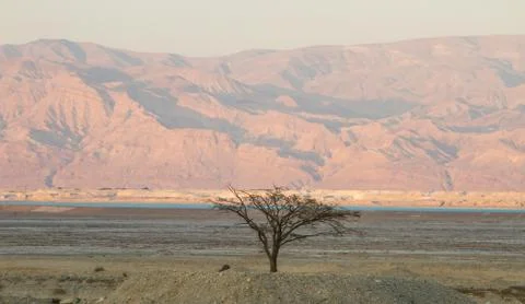 Tree in the desert. 写真素材