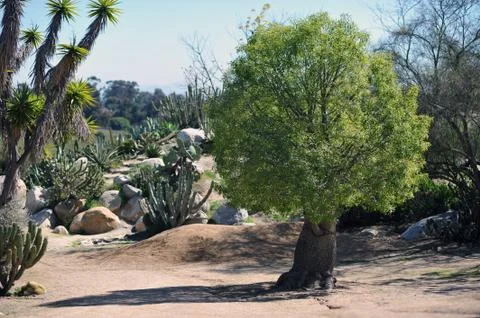 Tree in desert Stock Photos