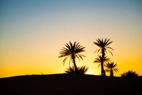 Tree in desert Stock Photos