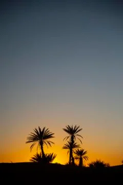 Tree in desert Stock Photos