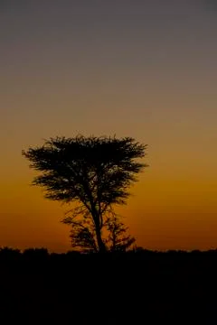 Tree in desert Stock Photos