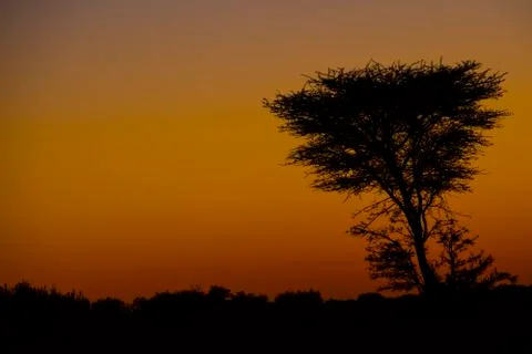 Tree in desert Stock Photos