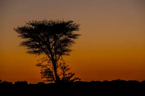 Tree in desert Stock Photos