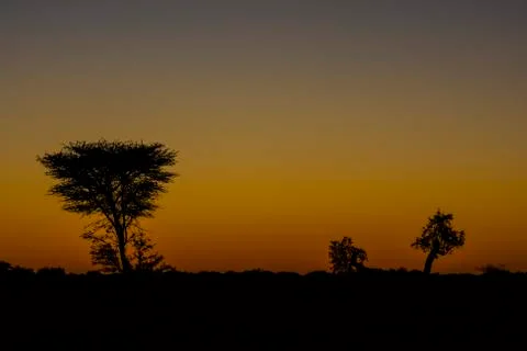Tree in desert Stock Photos