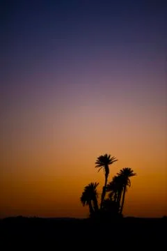 Tree in desert Stock Photos