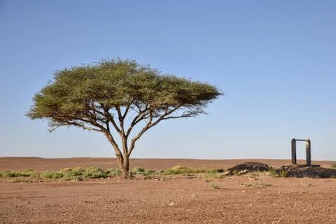 Tree in desert Stock Photos
